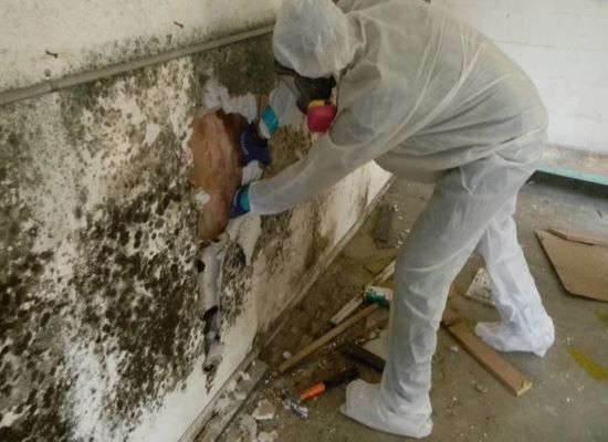 Mold Abatement
